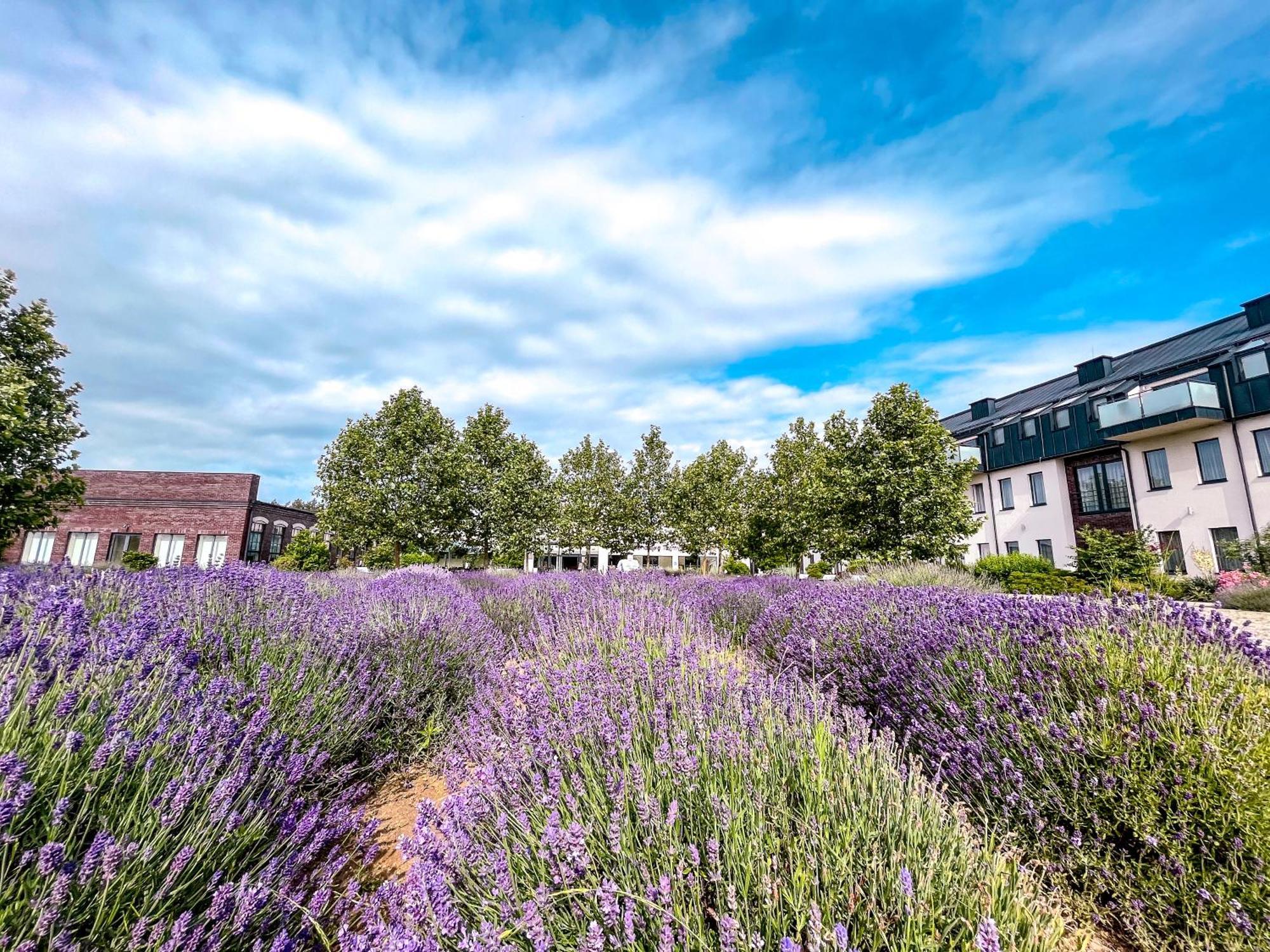 Lawendowe Termy Hotel Uniejow Kültér fotó